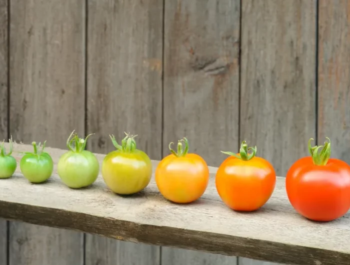 astuces et conseils pour faire murir les tomates vertes
