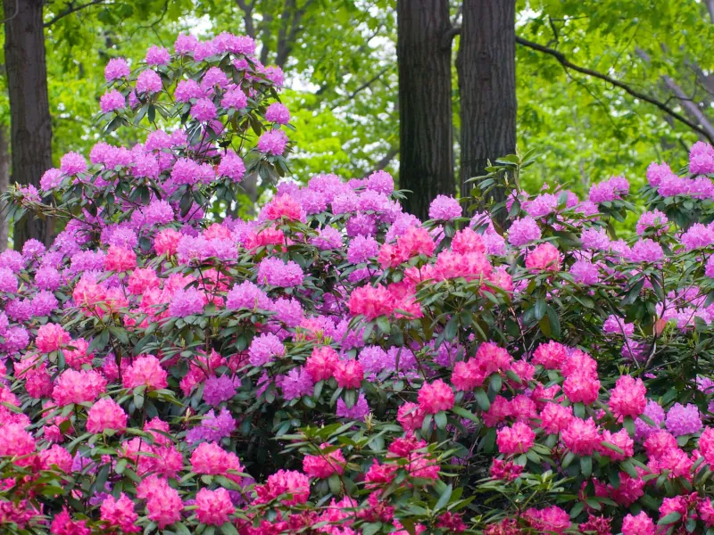 tips for having a beautiful, well-flowered rhododendron