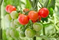 Comment faire mûrir des tomates vertes en automne ? Astuces testées