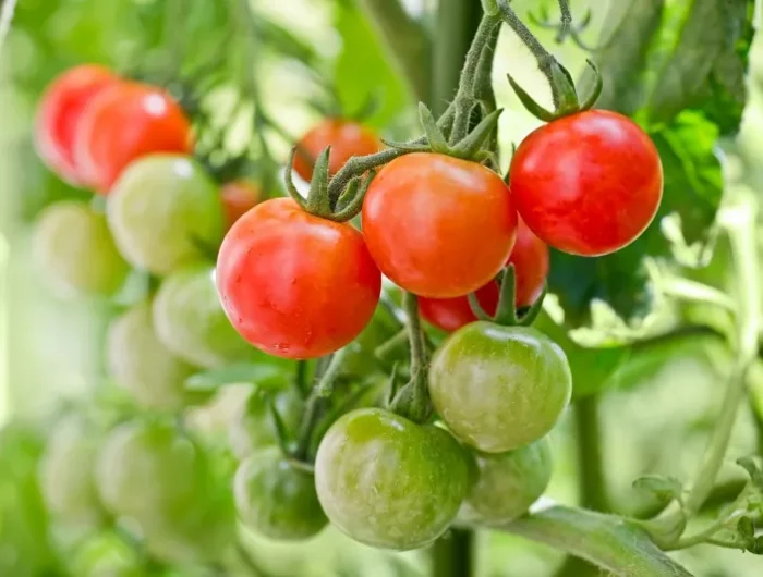 astuces pour faire murir les plants de tomates en fin de saison