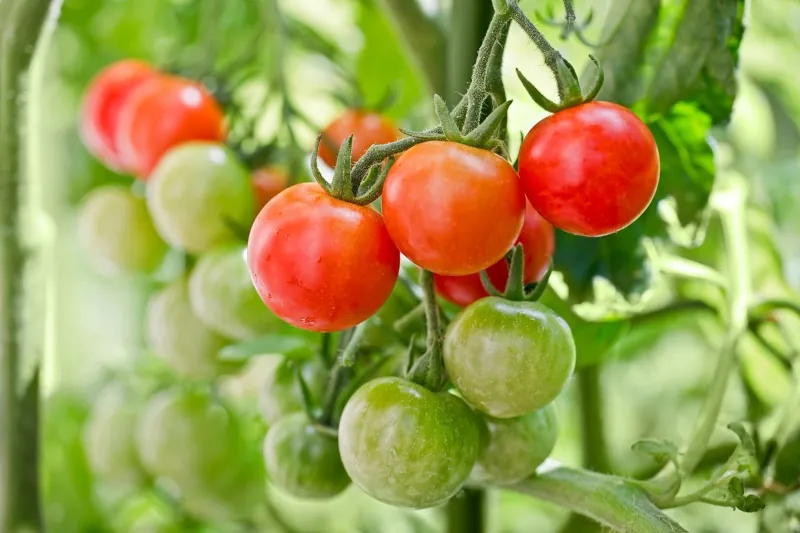 astuces pour faire murir les plants de tomates en fin de saison