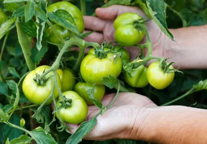 astuces pour faire murir les tomates a l automne
