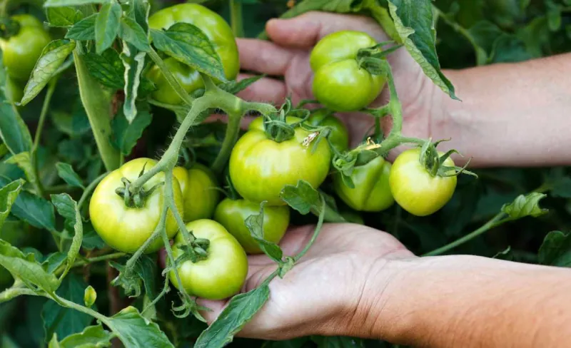 astuces pour faire murir les tomates a l automne