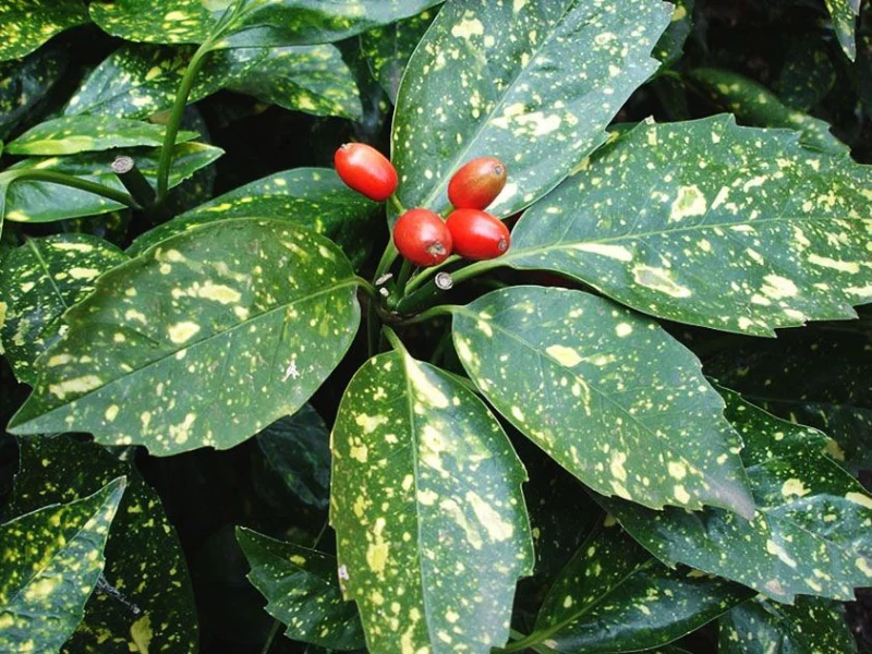 aucuba de japon feuilles vertes plantes baies rouges