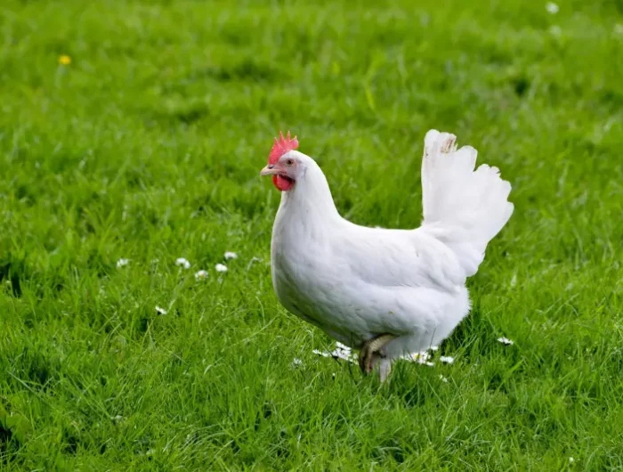 blanc coquille d oeuf une poule blanche sur la pelouse