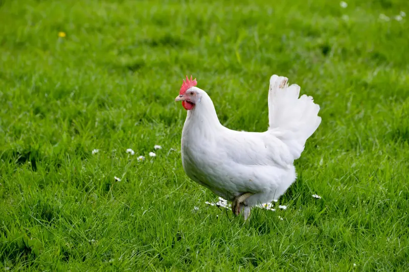 blanc coquille d oeuf une poule blanche sur la pelouse