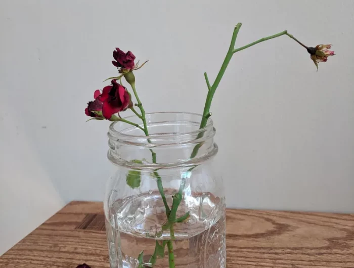 bouturer un rosier dans un verre d eau c est possible