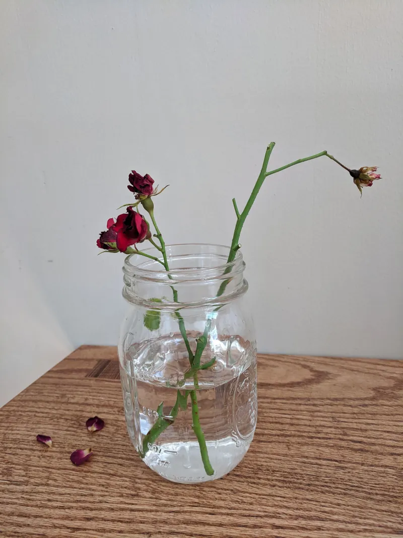 bouturer un rosier dans un verre d eau c est possible