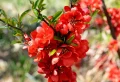 Peut-on planter un cognassier du Japon en pot ? Le secret est dévoilé !