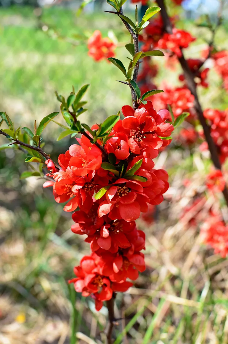 branches arbuste a fleur persistant feuillage petals rouges