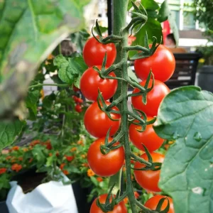Quelles tomates poussent à l’automne ? Voici les options !