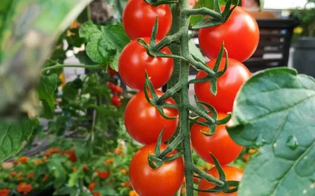 branches de tomates cerises varietes quelles tomates poussent automne