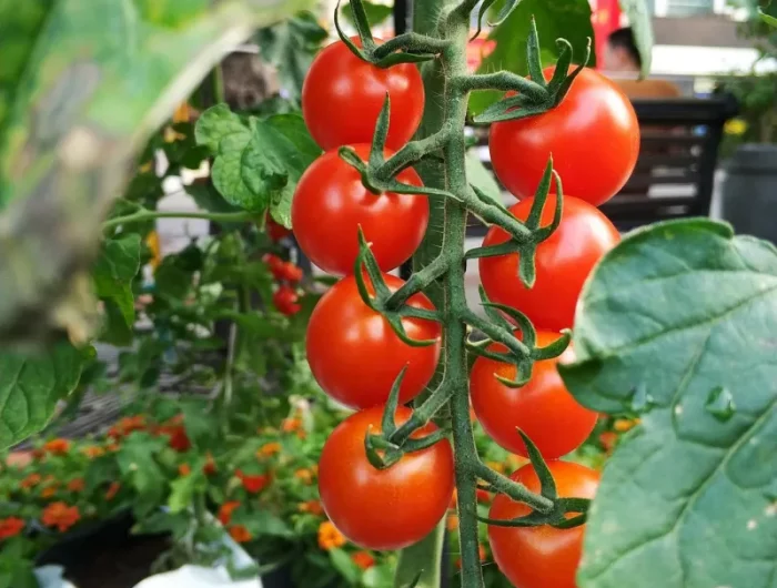 branches de tomates cerises varietes quelles tomates poussent automne