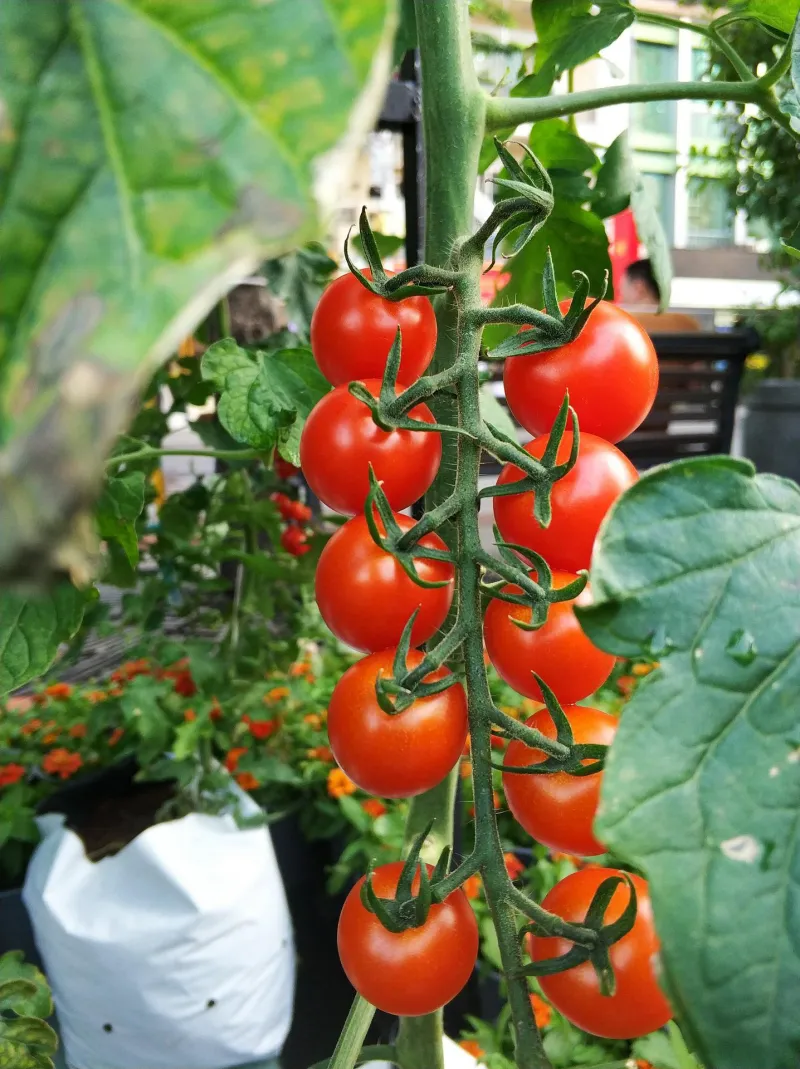 Quelles variétés de tomates pour quelle utilisation ?