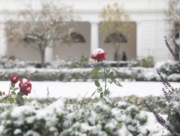 c est quoi la rusticite des roses en hiver neige