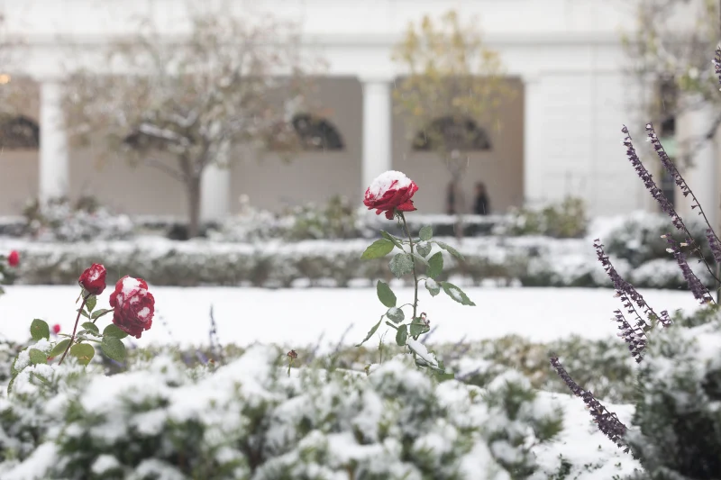 c est quoi la rusticite des roses en hiver neige