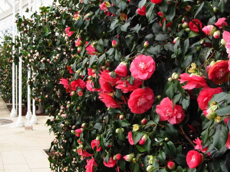 camelia arbusto rápido crecimiento seto jardín calle