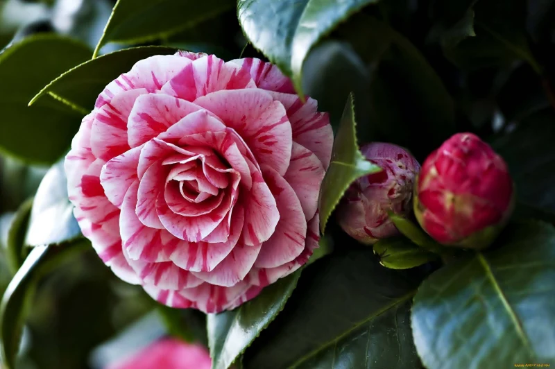 camelia arbuste fleurs rose