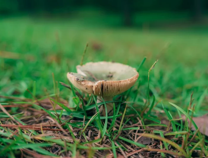 champignon sur la peleouse verte et marron