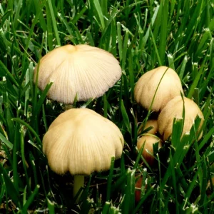 Champignons sur la pelouse et traitement des maladies fongiques - Le guide utile