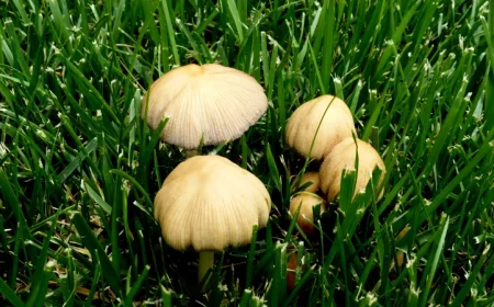 champignons marrons herbe verte