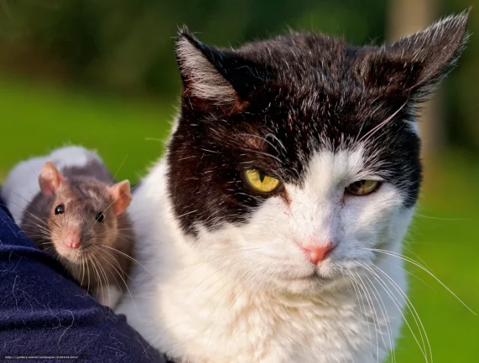 chat et rat dans un jardin