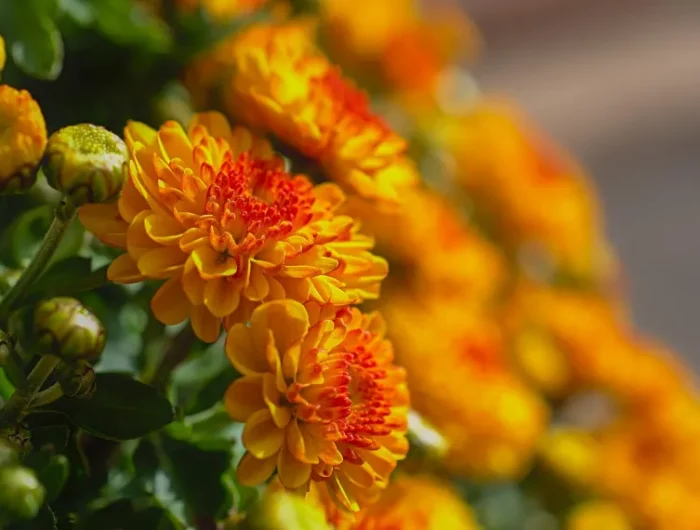 chrysanthems couleur orange fleurs de jardin automne varietes