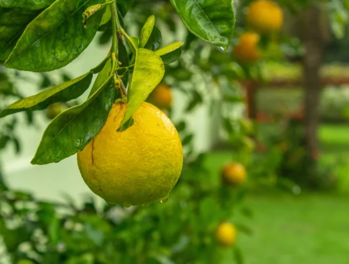 citron jaune arbre
