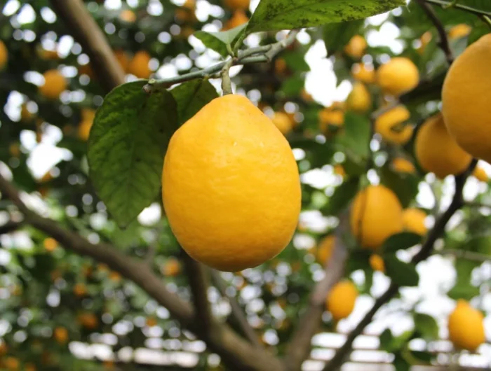 citronnier citrons jaines