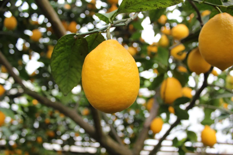 citronnier citrons jaines