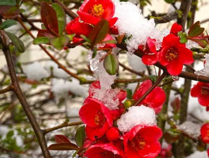 cognassier du japon hiver neige arbuste floraison