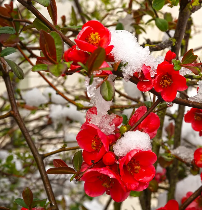 cognassier du japon hiver neige arbuste floraison