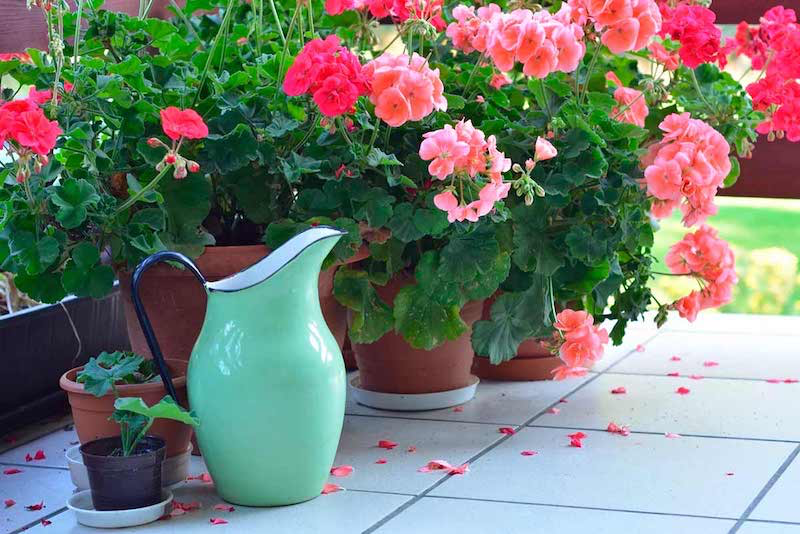 combien de temps fleurissent les geraniums fleurs avec garaffedeau au balcon