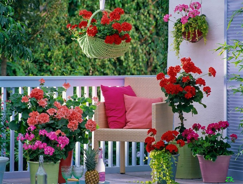 combien de temps fleurissent les geraniums geraniums dans un balcon