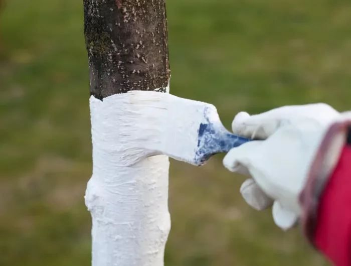 comment appliquer la chaux sur le tronc de l arbre
