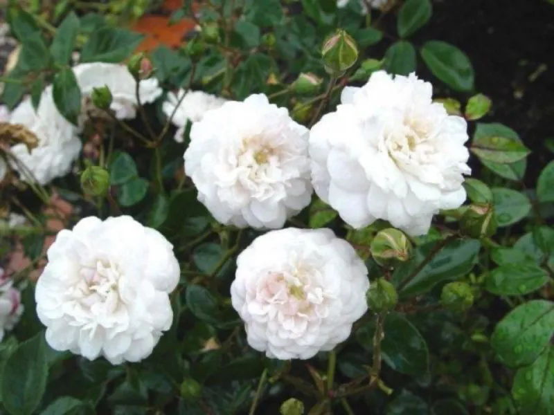 comment arracher un vieux rosier en pleine terre roses blanches