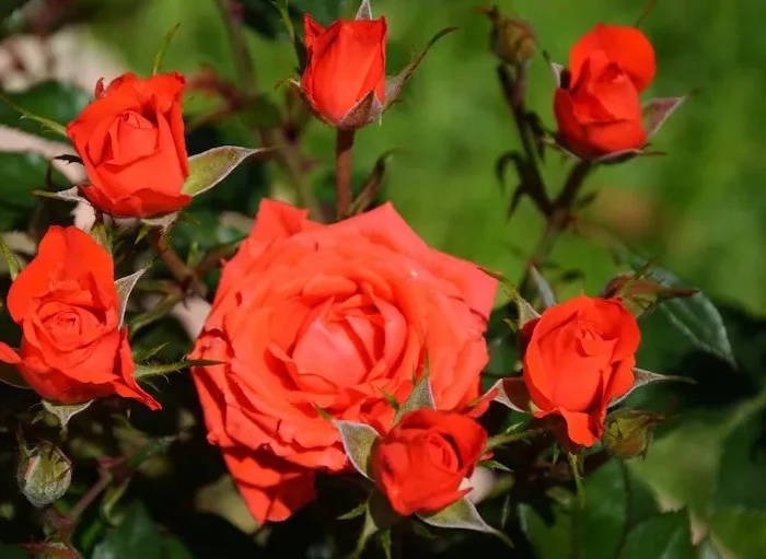 comment arracher un vieux rosier rosier fleurs oranges