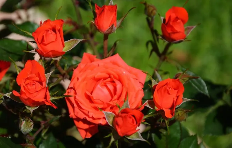 comment arracher un vieux rosier rosier fleurs oranges