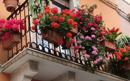 comment avoir des geraniums tres fleuris geraniums dans un balcon