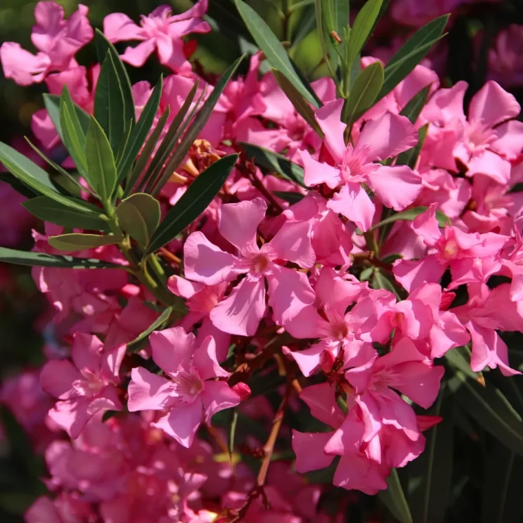 comment avoir une abondance de fleurs sur le laurier rose