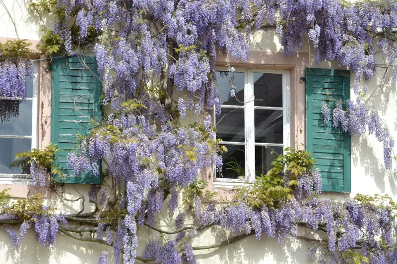 how to have a beautiful, well-flowered wisteria