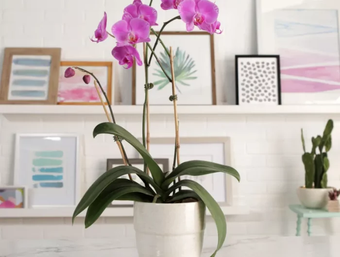 comment avoir une orchidee en bonne sante conseils