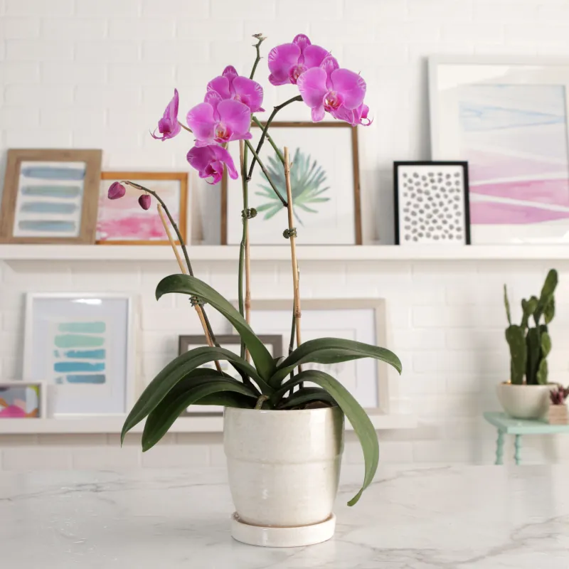 comment avoir une orchidee en bonne sante conseils