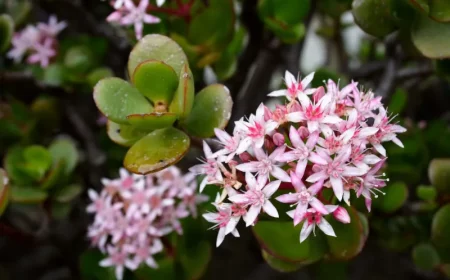 comment bien entretenir la plante de jade conseils