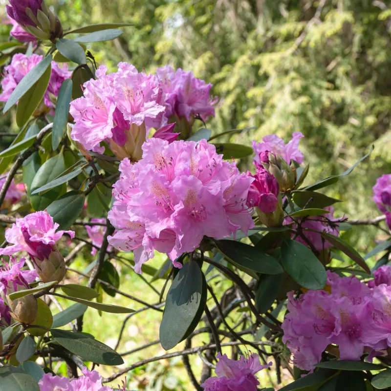 comment bien entretenir un rhododendron astuces