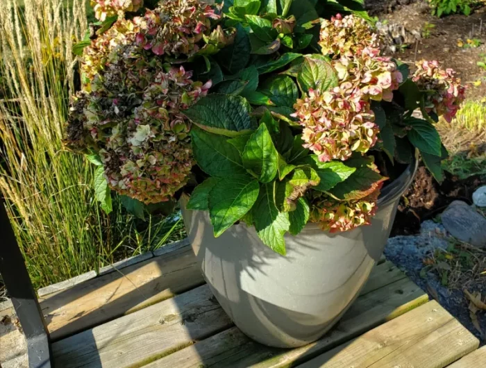 comment bien hiverner les hortensias en pot
