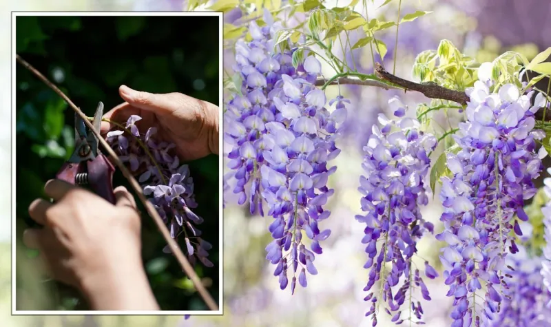 how to properly prune wisteria so that it blooms