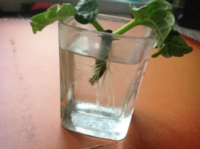 comment bouturer un hortensia dans leau tige aux racines fines dans une vase transparente