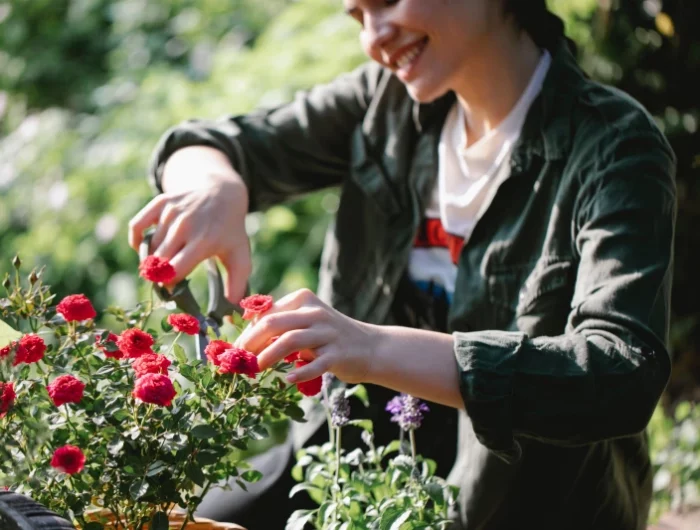 comment bouturer un rosier sans hormone bouturage jardin technique