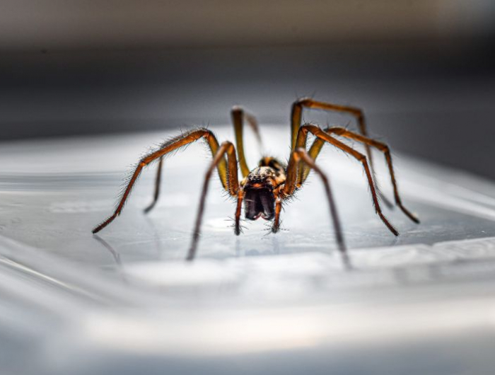 comment chasser les araignées et gestes qui attirent les araignées exemples
